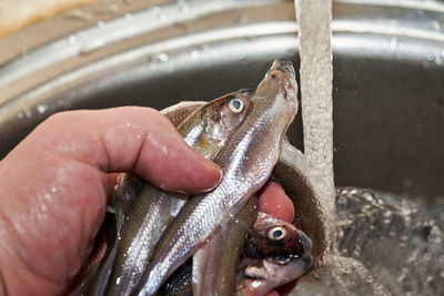 Close-up of hand holding fish