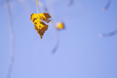 Close-up of plant against blue sky