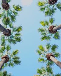 Low angle view of tree against clear sky