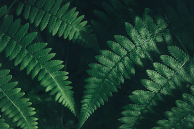 Close-up of fern leaves