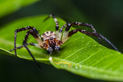 Close-up of a large female spider on a leaf