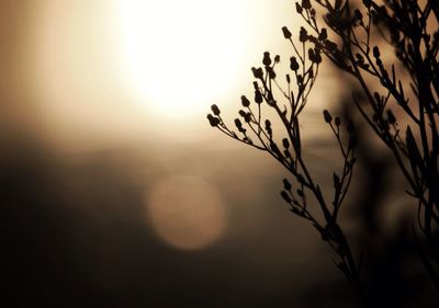 Close-up of plants against sunset