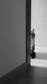 Portrait of cat on floor at home