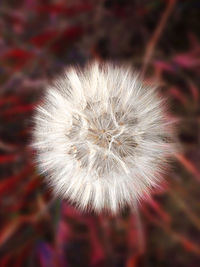 Close-up of dandelion flower