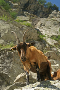 Low angle view of goats on rock