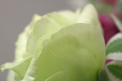 Close-up of plant against blurred background