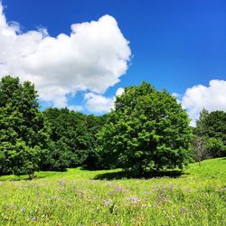 Trees on field against sky