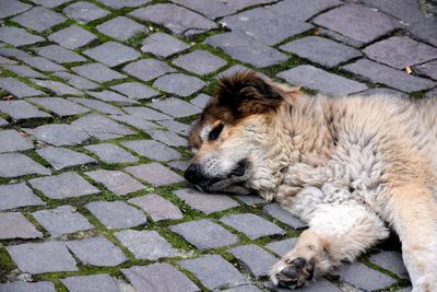 Dog lying down outdoors