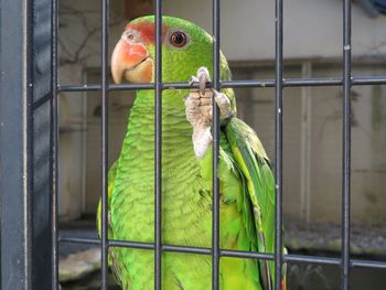 Close-up of parrot in cage