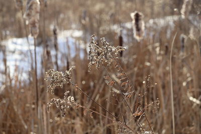 Close-up of frozen plant on field