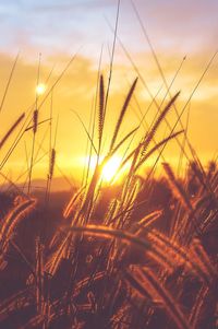 Close-up of stalks in field against sunset sky