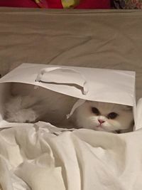 Cat relaxing on white wall
