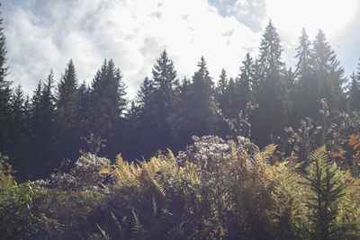 Pine trees in forest against sky