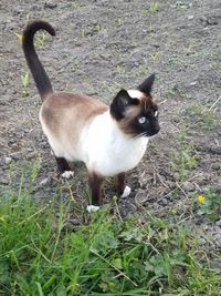Cat on field