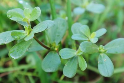 Close-up of raindrops on leaves
