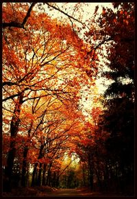 Scenic view of forest during autumn