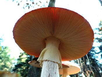 Close-up of mushroom on tree