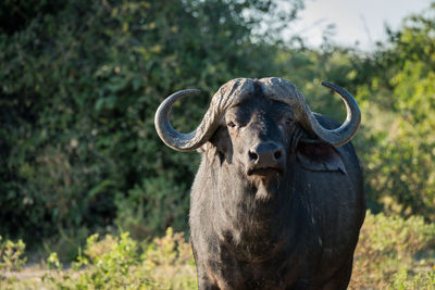 Close-up portrait of cape buffalo standing in field