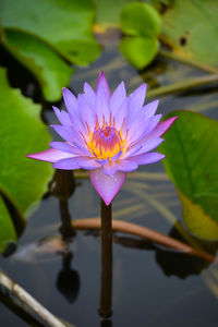 Close-up of water lily in pond