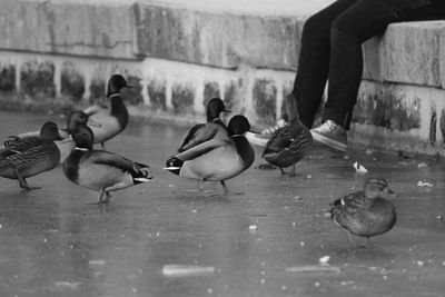 Birds in water