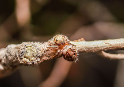 Close-up of spider