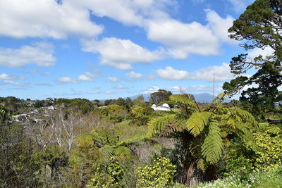 Plants growing on land against sky