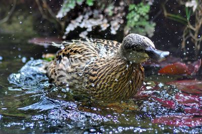 Close-up of mallard duck swimming in lake