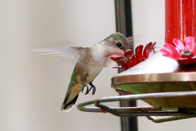 Close-up of bird flying