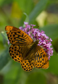 Close-up of butterfly pollinating on purple flower