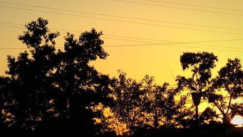 Low angle view of trees at sunset