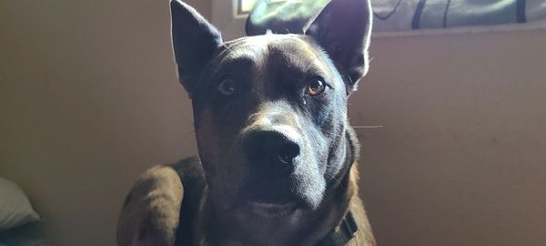 Close-up portrait of dog at home