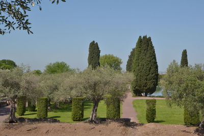 Trees on field against clear sky