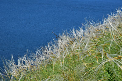 High angle view of grass and sea