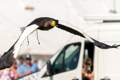 Close-up of bird flying against blurred background