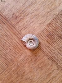 Close-up of snail shell on wooden surface