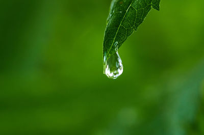 Close-up of water drops on leaf