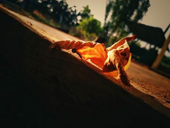 Close-up of a autumn leaves