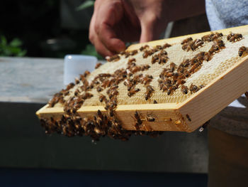 Midsection of person holding honey