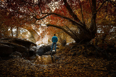 Man in autumn tree