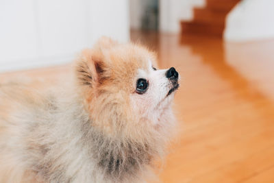 Close-up of a dog at home