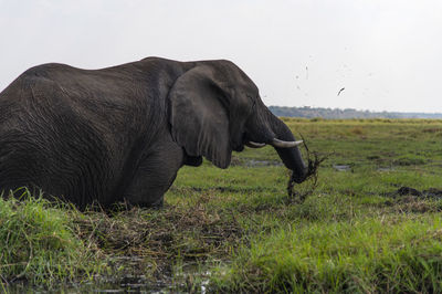 Side view of elephant in a field