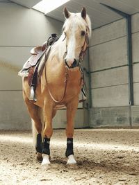 Horse standing in stable