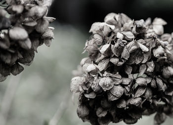 Close-up of flowers against blurred background