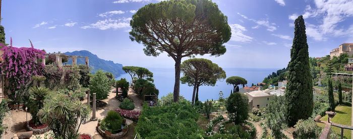 Trees and plants against sky