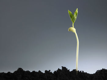 Low angle view of plant against clear sky