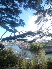 Scenic view of river by trees against sky