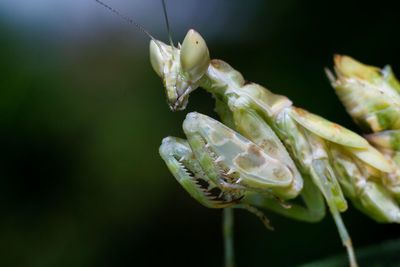 Close-up of insect on leaf