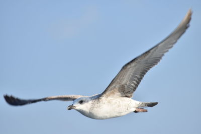 Low angle view of seagull flying
