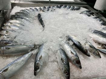 High angle view of fish for sale at market