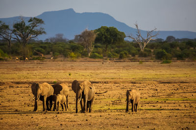 Horses in a field